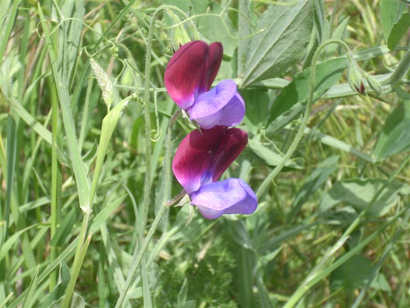 Lathyrus odoratus / Pisello odoroso